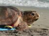 Une tortue caouanne, une espèce en voie de disparition, relâchée dans l’océan Atlantique depuis une plage de Floride