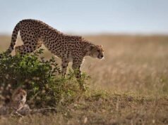 Comment une banque de sperme de guépard pourrait un jour sauver l’animal terrestre le plus rapide