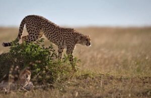 Comment une banque de sperme de guépard pourrait un jour sauver l’animal terrestre le plus rapide