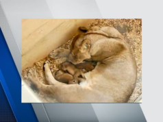 Le zoo de Détroit fête l’arrivée de trois lionceaux