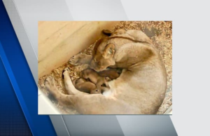 Le zoo de Détroit fête l’arrivée de trois lionceaux
